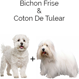 Biton Dog
